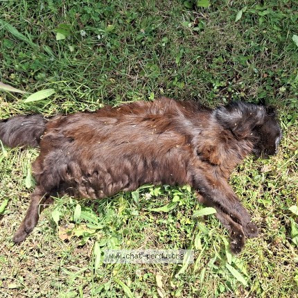 Photo of a cat found in Prunay En Yvelines