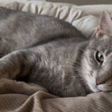 archie