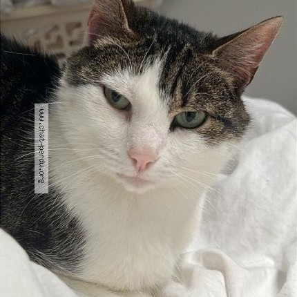 Foto van vermiste kat in Etterbeek