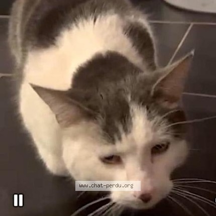 Foto 1/1 Spip Kat vermist in Overijse