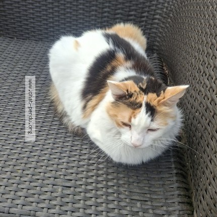 Photo of a cat found in Salles