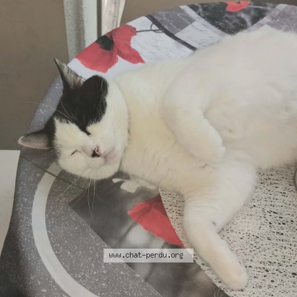 Photo of a cat found in Tassin La Demi Lune