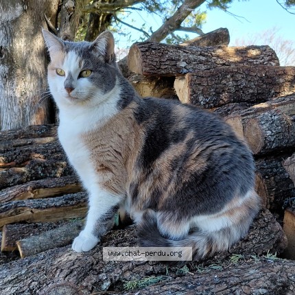 Photo of a cat found in Montlaux