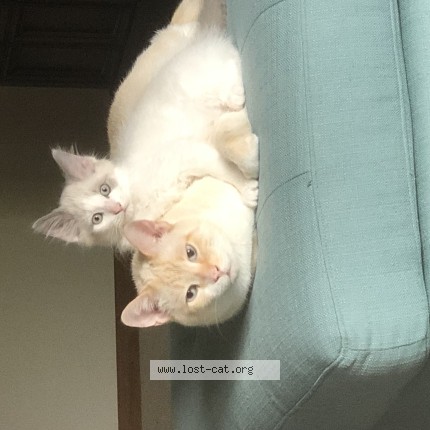 Photo 1/1 Deborah K Wagner Cat lost in Fort Wayne