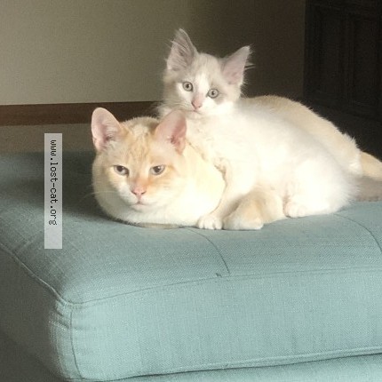 Photo 1/1 Deborah K Wagner Cat lost in Fort Wayne