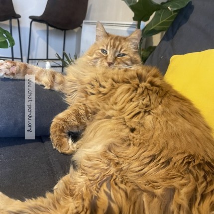 Photo of a cat found in St Pavace