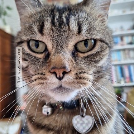 Foto van vermiste kat in Ixelles