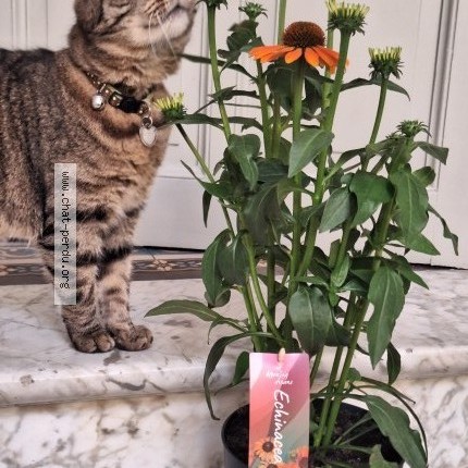 Foto 2/2 Trixie Kat vermist in Ixelles