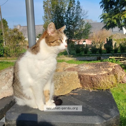 Photo of a cat found in Inzinzac Lochrist
