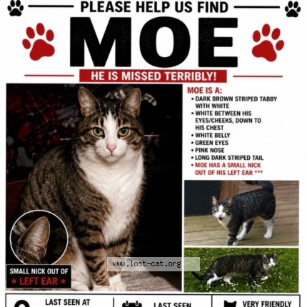 Photo 1/1 moe Cat lost in Kincardine
