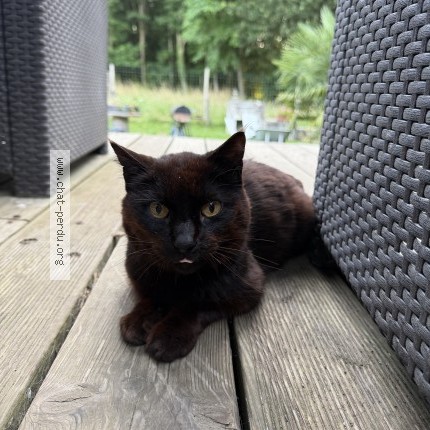 Photo of a cat found in Saint Meen Le Grand