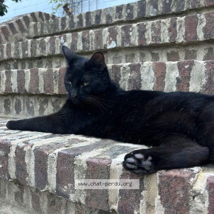 Foto 1/1 Bolzano Kat vermist in Petit Enghien