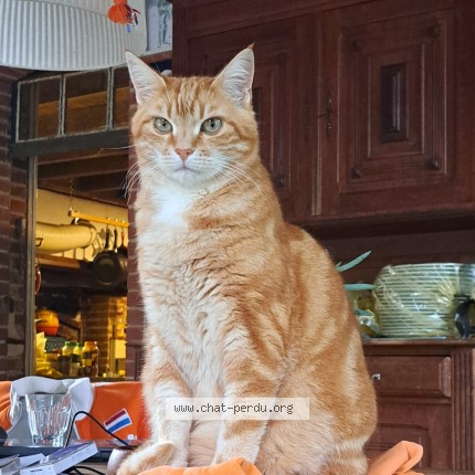 Photo of a cat found in Le Breuil
