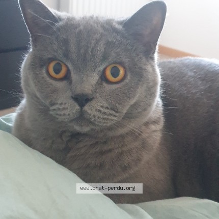 Foto einer verlorenen Katze in Develier