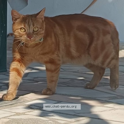 Photo of a cat found in Espere