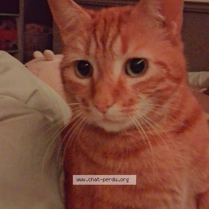 Photo of a cat found in Tonnerre