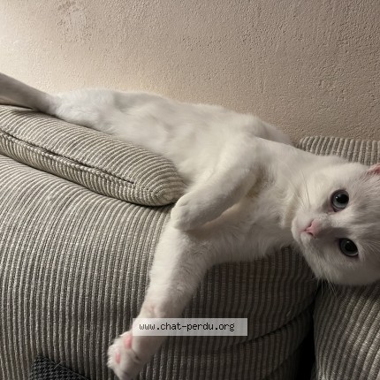 Photo of a cat found in Chambourcy