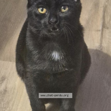 Photo of a cat found in Marcq En Baroeul