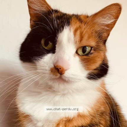 Foto van vermiste kat in Fraire