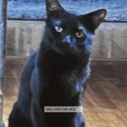 Photo 1/5 Leo Cat lost in Rhyl