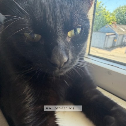 Photo 3/5 Leo Cat lost in Rhyl
