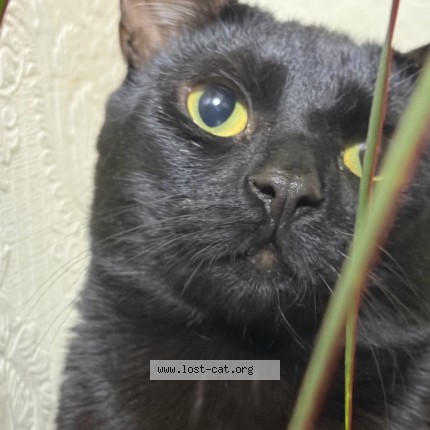 Photo 4/5 Leo Cat lost in Rhyl