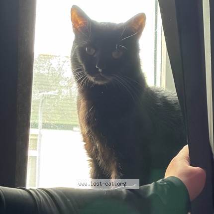 Photo 5/5 Leo Cat lost in Rhyl