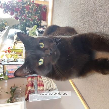 Photo 1/1 Reunited cat Lost in Quebec