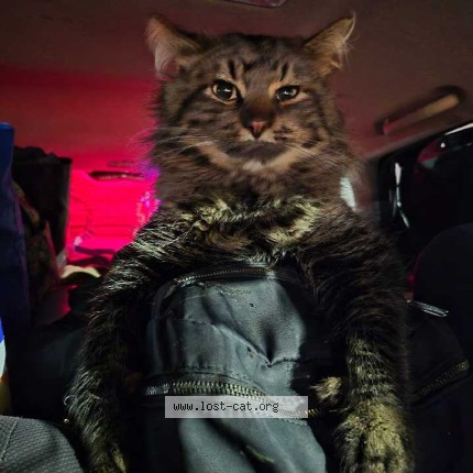 Photo 1/1 Panda Cat lost in Eugene