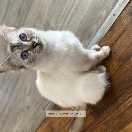 Photo of a cat found in Basse Terre