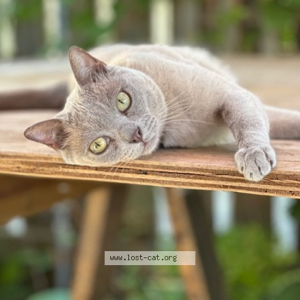 Photo 1/1 Mrs. Mouse Cat lost in Vancouver