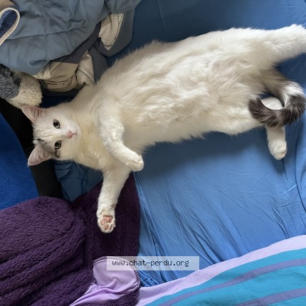 Photo of a cat found in Thaon Les Vosges