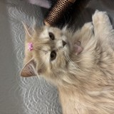 Mimi