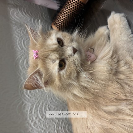 Photo 1/1 Mimi Cat lost in Lahore Dha Phase 2