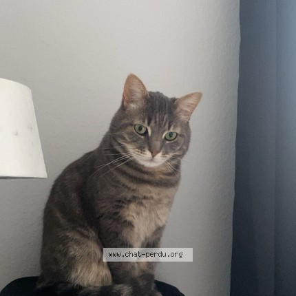 Foto 1/1 suna Kat vermist in Evere