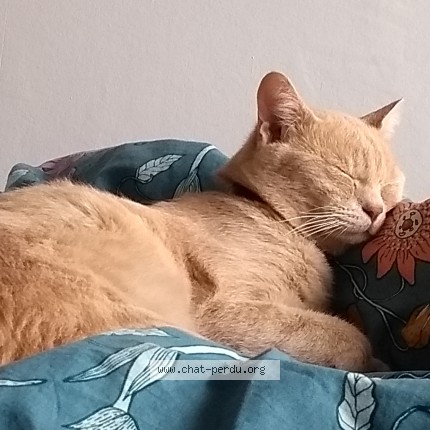 Photo of a cat found in La Barbatre Noirmoutier