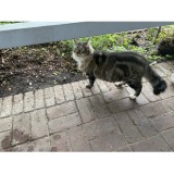 taz
