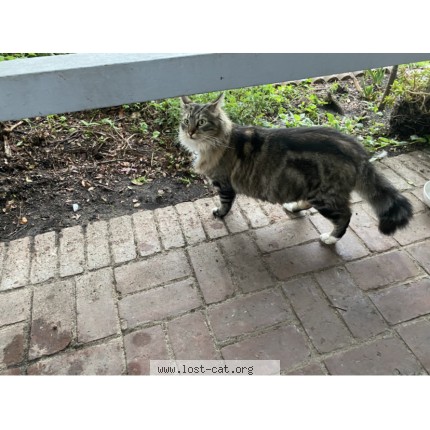 Photo 1/1 taz Cat lost in Montebello
