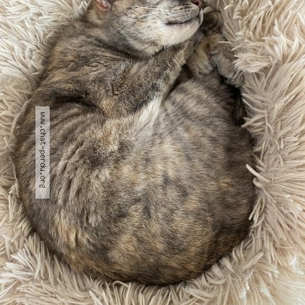 Foto de gato reencontrado em Lonrai