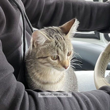 Photo of a cat found in Hyeres