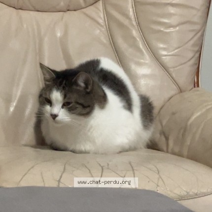 Photo of a cat found in Lievin