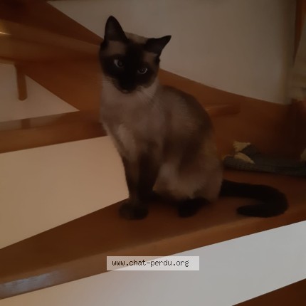 Photo of a cat found in Nantes