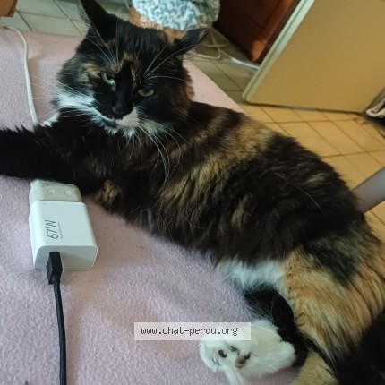 Foto de gato reencontrado em Orleans