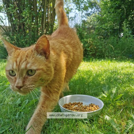 Foto 1/3 Kat gevonden Gevonden in Andenne