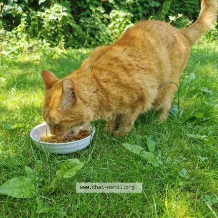 Foto 2/3 Kat gevonden Gevonden in Andenne