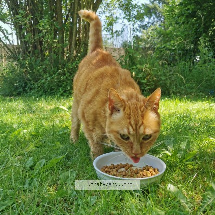 Foto 3/3 Kat gevonden Gevonden in Andenne