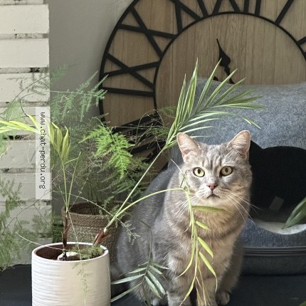 Photo of a cat found in Tours