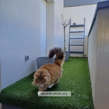 Photo of a cat found in Argonay