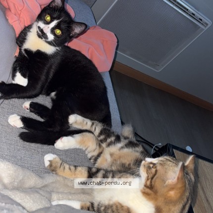 Photo of a cat found in Terminiers