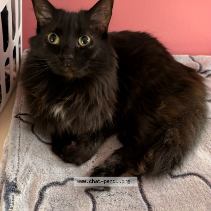 Photo 1/1 Crevette Cat lost in Saint Lambert De Lauzon